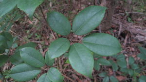 Cissus hypoglauca.JPG