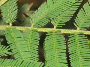 Acacia irrorata rachis with yellow appressed hairs, no glands