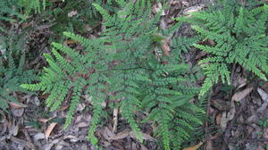 Adiantum formosum frond