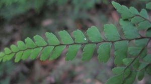 Adiantum formosum leaflets