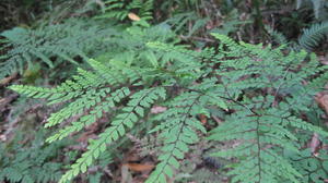 Adiantum formosum frond