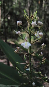 Alpinia caerulea flower spike