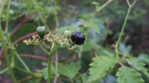 Cayratia clematidea ripe fruit