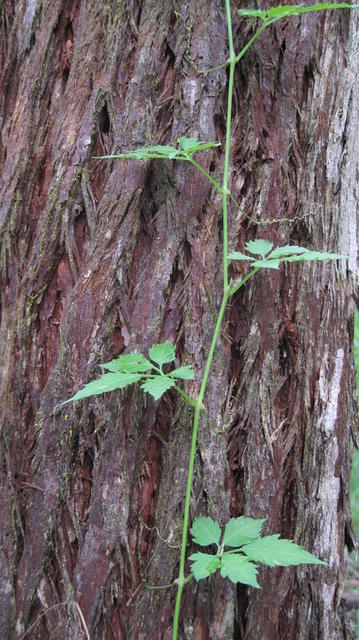 Cayratia clematidea climbing