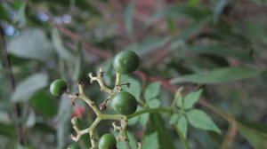 Cayratia clematidea green fruit