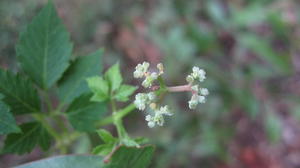 Cayratia clematidea flowers