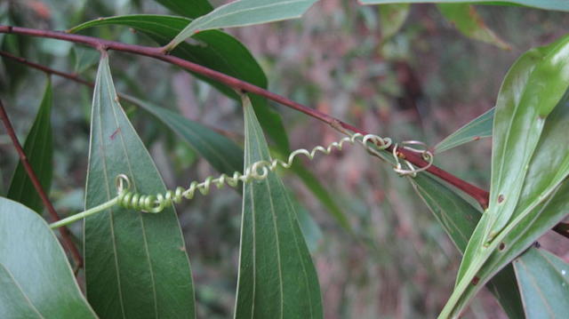 Cayratia clematidea tendrils