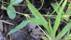 Zornia dyctiocarpa leaves and leafy stipules