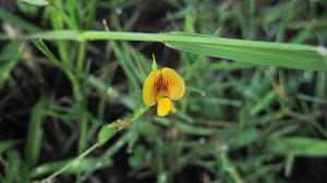 Zornia dyctiocarpa flower