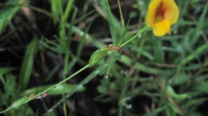 Zornia dyctiocarpa leafy stipules