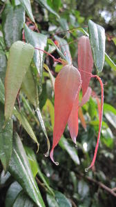 Smilax glyciphylla new growth