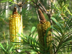 Banksia spinulosa cones 