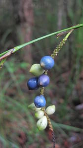 Gymnostachys anceps ripe fruit