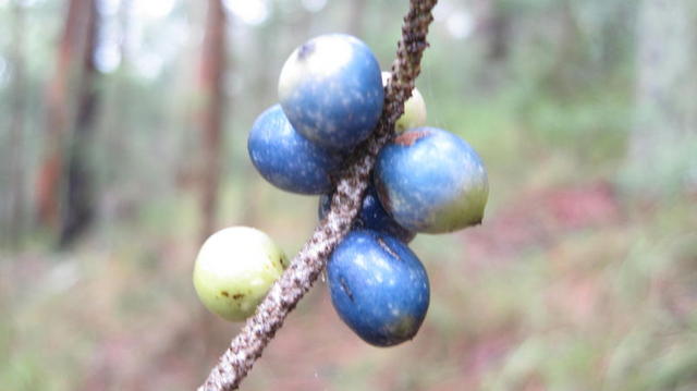 Gymnostachys anceps ripe fruit