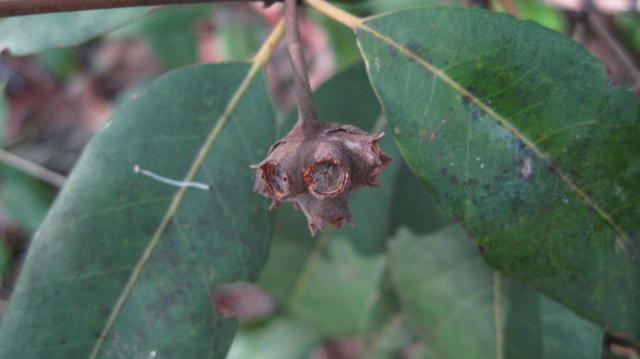 Syncarpia glomerulifera fruit