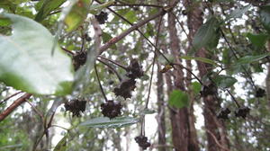 Syncarpia glomulifera fruit 