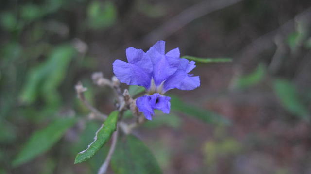 Dampiera purpurea flower