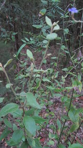 Dampiera purpurea plant shape