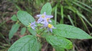 Solanum stelligerum flowers