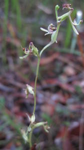 Arthrochilus prolixus flower stem