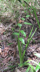 Pellaea paradoxa plant shape