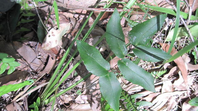 Pellaea paradoxa frond