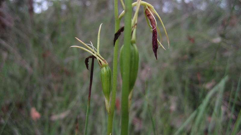 Cryptostylis subulata fruit