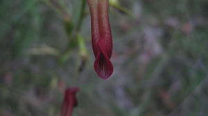 Cryptostylis subulata end of tongue