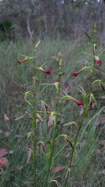 Cryptostylis subulata plant shape