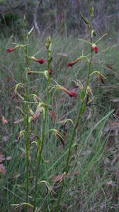 Cryptostylis subulata plant shape