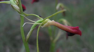 Cryptostylis subulata flower