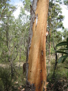 Angophora costata new bark