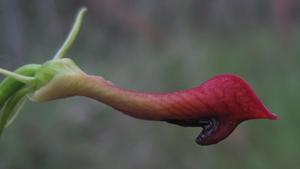 Cryptostylis subulata flower side view