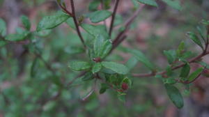 Hibbertia empetrifolia leaves