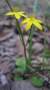 Hypoxis hygrometrica flowers