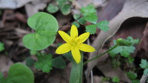 Hypoxis hygrometrica flower