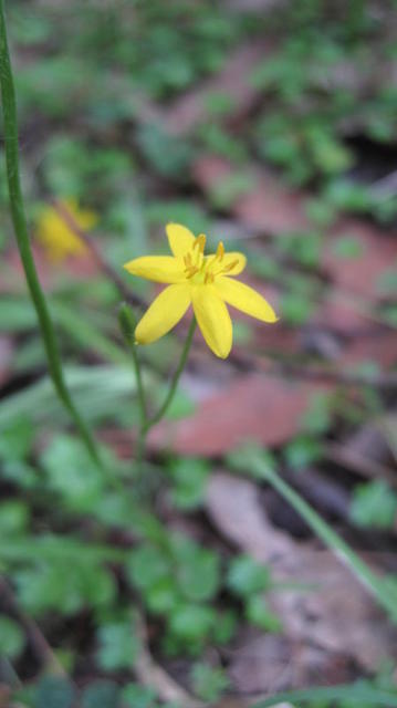 Hypoxis hygrometrica flower