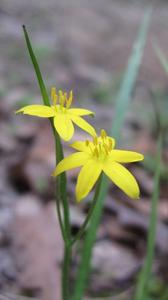 Hypoxis hygrometrica flower