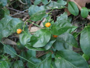 Morinda jasminoides scrambling