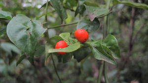 Morinda jasminoides fruit