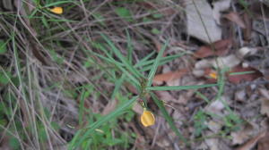 Hybanthus stellarioides plant shape