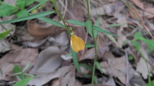 Hybanthus stellarioides flower