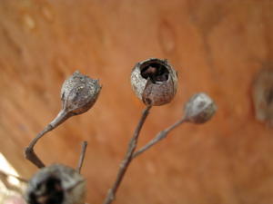 Angophora costata ridged fruit