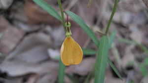 Hybanthus stellarioides flower