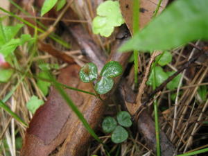 Desmodium varians leaves