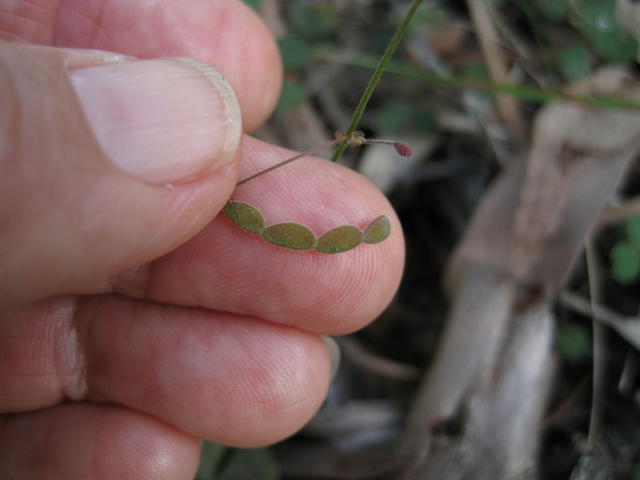 Desmodium varians ripe seed pod