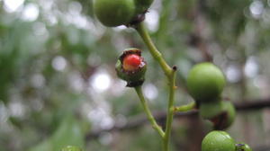 Alectryon subcinereus fruit