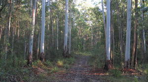 Eucalyptus grandis