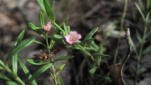 Boronia polygalifolia flower and leaves