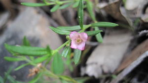 Boronia polygalifolia flower